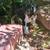 Rat terrier pup 1 thumbnail
