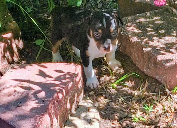 Rat terrier pup 1