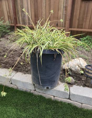 Large "Spider Plant" 1