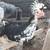Mixed breed chicks and a male goat 1 thumbnail