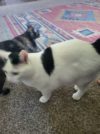 Indoor cats (Osceola)63671554485249121