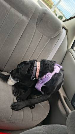 8 month black lab (Sioux Falls)572259298894817289