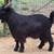 Mini silkie goat buck 7 thumbnail