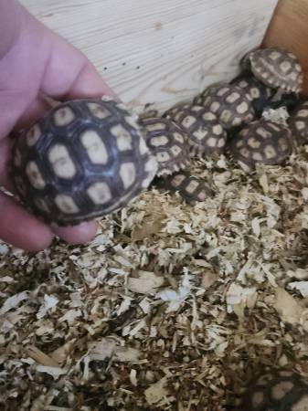 Tortugas sulcata564464382263306242
