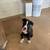 ABCA Registered Border Collie 1 thumbnail