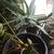 Large aloe vera plant 4 thumbnail