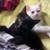 Kittens 1 thumbnail
