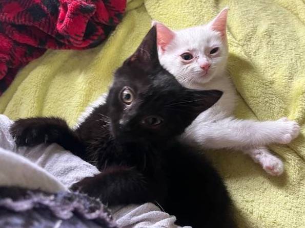 Kittens 1