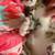 Male kittens 4 thumbnail