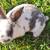 Mini Rex bunnies 8 thumbnail