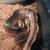 bearded dragon and ball python 1 thumbnail