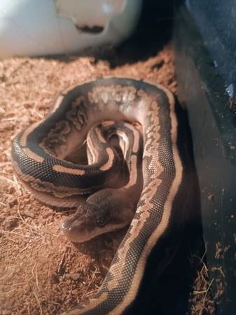 bearded dragon and ball python 1