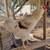Barnyard Mix Rooster 2 thumbnail