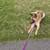 6 year old German Shepards (2) 1 thumbnail