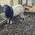 Rehoming dorper sheep male 1 thumbnail