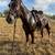 Grade 6 year old gelding 1 thumbnail