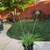 Michelle's garden! Succulents and other plants 3 thumbnail