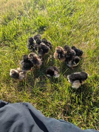 BYM chicks 1