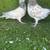 Pakistani pigeons 12 thumbnail