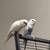 Missing - Two budgies 10 thumbnail