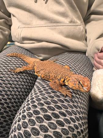 Several Reptiles for new homes (South Bend)63936013549954123