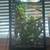 Female chameleon with cage 3 thumbnail