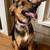 Meet June (hound) – Ready for Adoption! 1 thumbnail