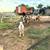 7 Nigerian goats for sale 5 thumbnail