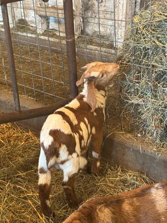 Dappled Boer Buckling - $350 (Rice Lake, WI)63471094282883121