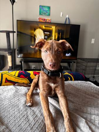 Cachorro marrón/blanco con manchas (Tacoma)63688898994817120