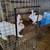 Meat Rabbits 1 thumbnail