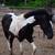 Choice Colts & Yearlings 10 thumbnail