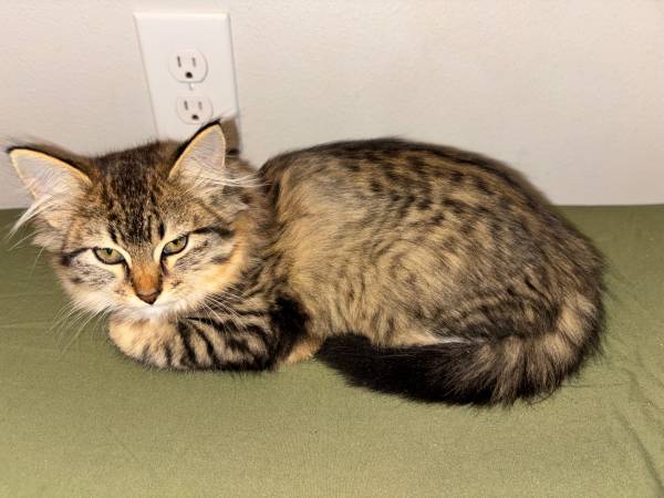 kittens for adoption two zero sixxx 9902932 1