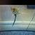 Angelfish 2 thumbnail