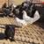 Leghorn Pullets 2 and a half months to 3 months old Chickens. Vaccinated for Mar 2 thumbnail