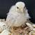 Serama bantams chicks 6 thumbnail