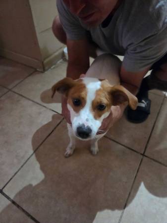 FOUND SM WHITE/BROWN DOG (Phoenix)63967146585602120