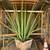 Furcraea mcdouglii 15 thumbnail