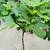 Large Fig tree with fruits 1 thumbnail