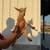 Nigerian Dwarf Goats 22 thumbnail
