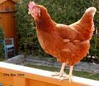 Laying hens 1