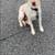 🐾🐕 GUARANTEED OUTDOOR POTTY TRAINING $995 — WASHINGTON DC, MD & VA 11 thumbnail