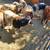 Rams ready to go 2 thumbnail