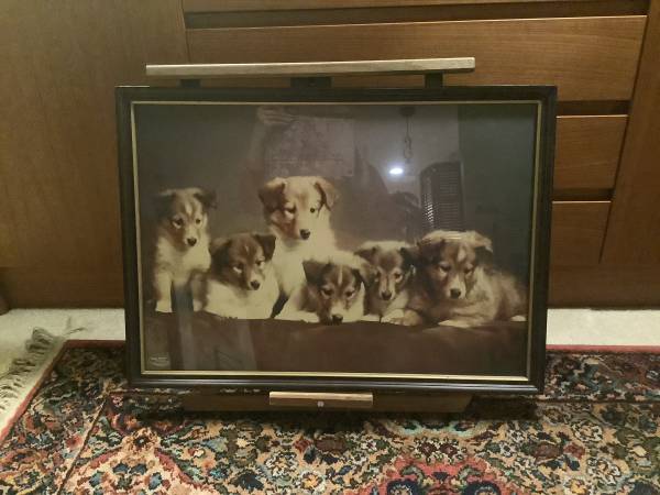 6 Collie Pups photograph 1