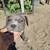rehoming american pit x boxer puppies 6 thumbnail