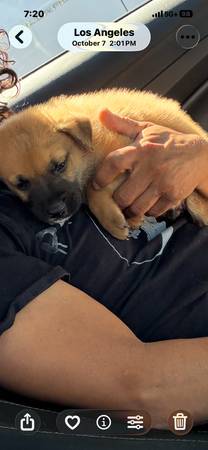 2 month old Belgian shepherd for rehoming 1