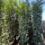 Ficus nitida indian laurel privacy hedge 5 thumbnail