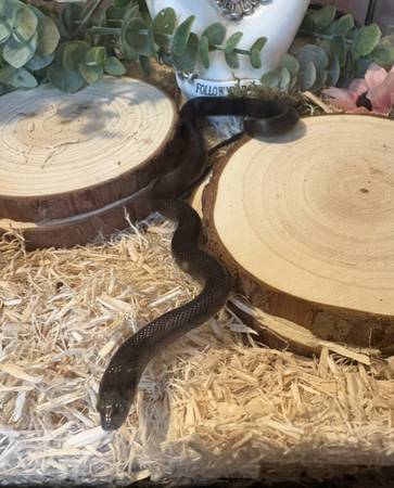 Mexican Black Kingsnake 1