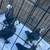 Pigeons 3 thumbnail