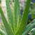 One Aloe Vera plant & Cactus and New Small Ceramic Pot. 1 thumbnail